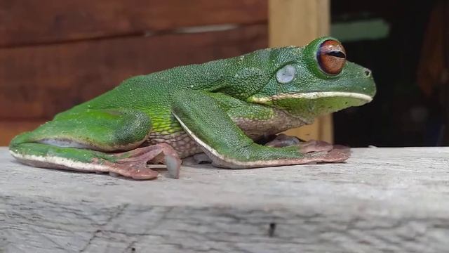 Relax ... green frog in botlol dotte