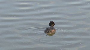 чомга охотится