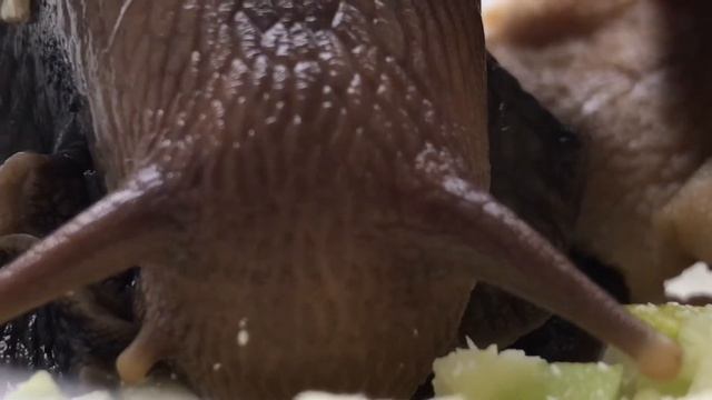 snails eat cucumber and zucchini | улитки едят огурец и кабачок смотреть онлайн