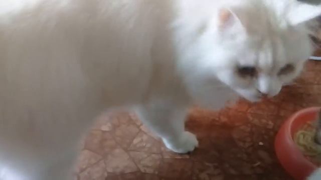 Завтрак питомцев/или как приготовить кашу хомке! смотреть онлайн