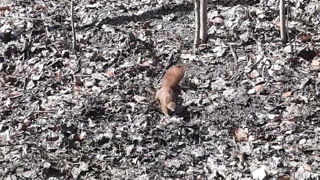 Стрыйский парк, Львов 2019 смотреть онлайн