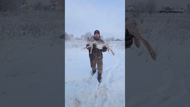 Охота на зайца. смотреть онлайн