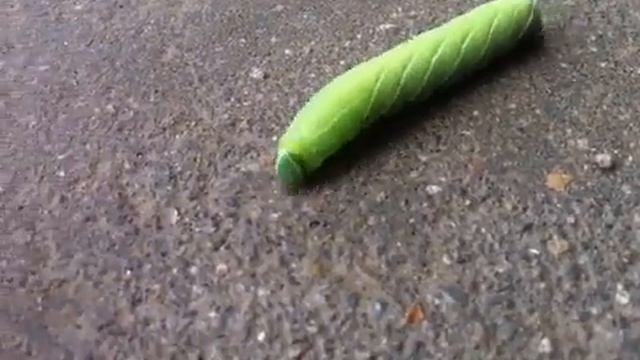 Гусеничка смотреть онлайн