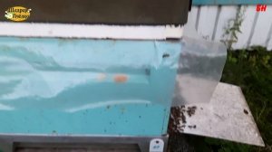 пчеловодство, итоги многокорпусного содержания на рамке дадан