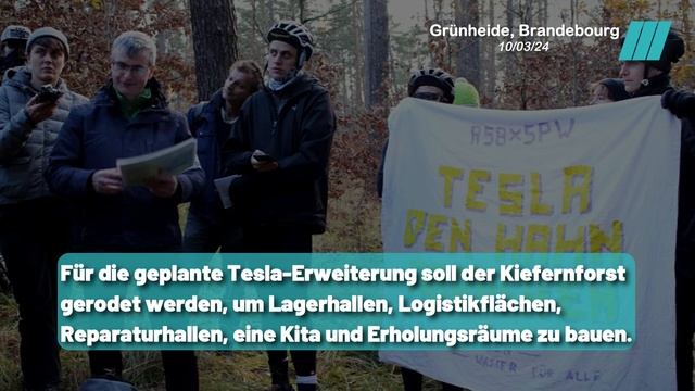 Kiefernforst bedroht: Protest gegen Rodung für Tesla Erweiterung смотреть онлайн