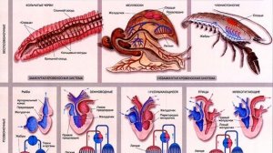 8 класс биология. Эволюция кровеносной системы. Якименко А. 8 К