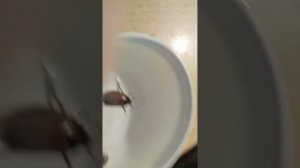 купаем майских Жуков