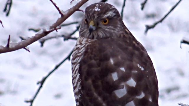 Ястреб-перепелятник. Дрейлини 27.12.2016 смотреть онлайн