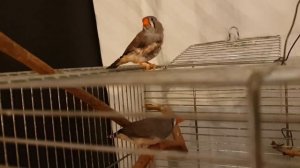 взрослый птенец амадин линяет