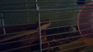 Как ест хомяк