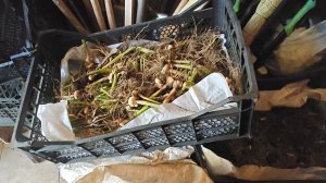 Как подготовить георгины, гладиолусы и все клубнелуковичные к зиме?