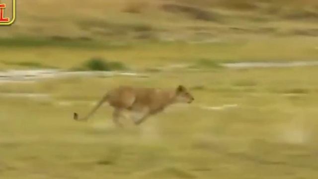 Most Amazing Big Cats Hunting Attack Compilation Cheetah Lions Jaguar Leopard सबसे अद्भुत दृश्य#wil смотреть онлайн