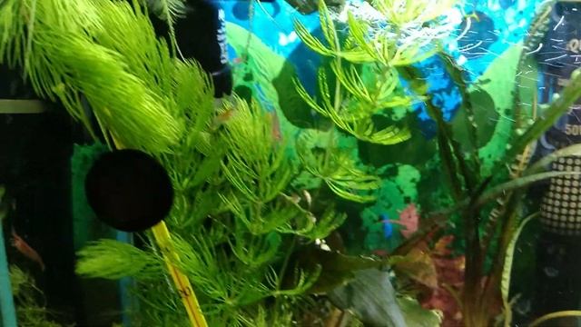 Сомики и креветки едят кабачок смотреть онлайн