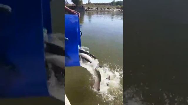 Второй дозапуск форели  на сегодня! смотреть онлайн