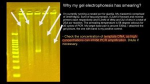 Gel Electrophoresis and PCR troubleshooting