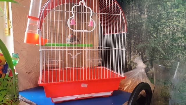 Sebra amadine - Woody Woodpecker's song (Зебровый амадин - песня Вуди Вудпекера) смотреть онлайн