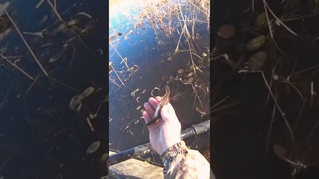 Эту рыбу даже страшно в руки брать. смотреть онлайн