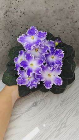 Фиалка НД-Кристалл Сваровски