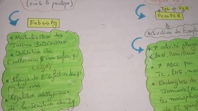 Les Ig : classes,sous-classes, mécanismes d'actions et formules moléculaires смотреть онлайн