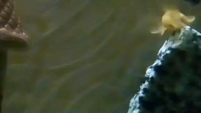 Аква жизьнь посмотрите до конца смотреть онлайн