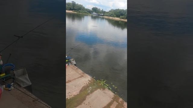 Чемпионат Белоруссии по фидеру, г. Гомель смотреть онлайн