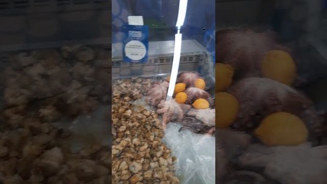 Столько гадов морских!!!Рыбный базар на Охотном Ряду. Куда пойти в выходные в Москве. смотреть онлайн