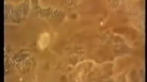 Анатомия человека Иммунная система, иммунитет