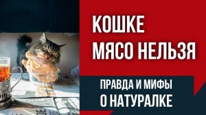 Мифы и правда о натуральном питании кошек | Часовой разговор с вет диетологом по натуралке