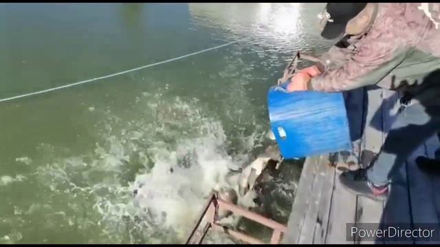 09.09.22г зарыбление общего водоёма! смотреть онлайн