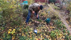 Корчевание пня без лопаты.