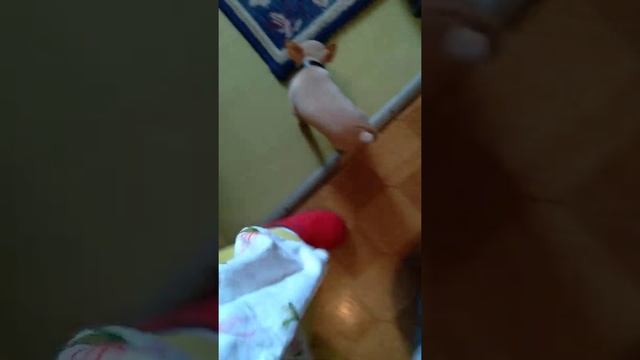 Появился Фунтик смотреть онлайн