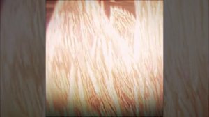 8283a04ca75cd813393acbb1756d297d.mp4