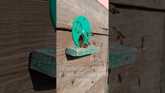 Принимаем заказы! #жизньвдеревне #пчёлы #натуральныймед #купитьмёд