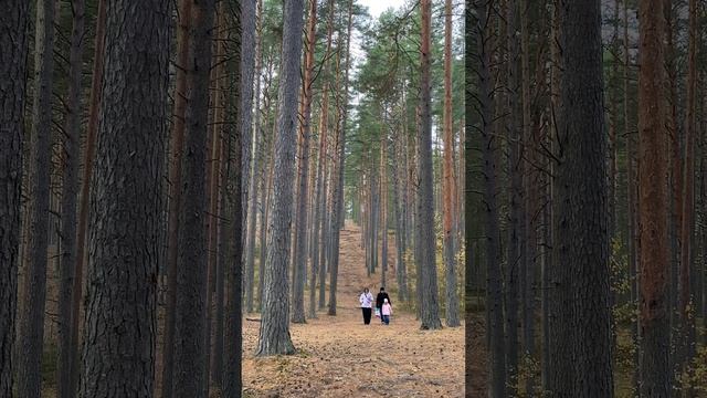 ☝️Не прочитаете, не узнаете, что скрывает сосновый лес…