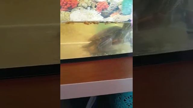 Водная черепаха кушает