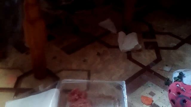 Птенец чайки