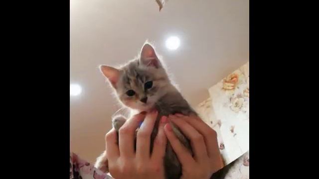 Волгоград, Краснооктябрьский р-н. Милые девочки, котята София и Алиса. смотреть онлайн