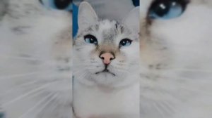 Эти глазки ,эти голубые глазки 🐱🐱🐱