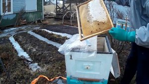 пчеловодство, замена доньев, сокращение гнезд, весенние работы на пасеке ульи ППС и ППУ