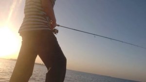 Ловля саргана в ОАЭ - Rockfishing in UAE