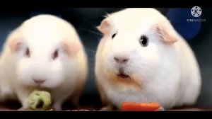 МЕМ МОРСКАЯ СВИНКА