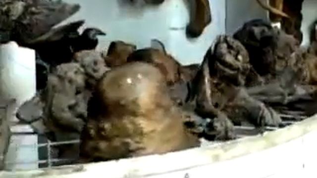 Tours-TV.com: Museum «Oddities of woods», Dzhubga