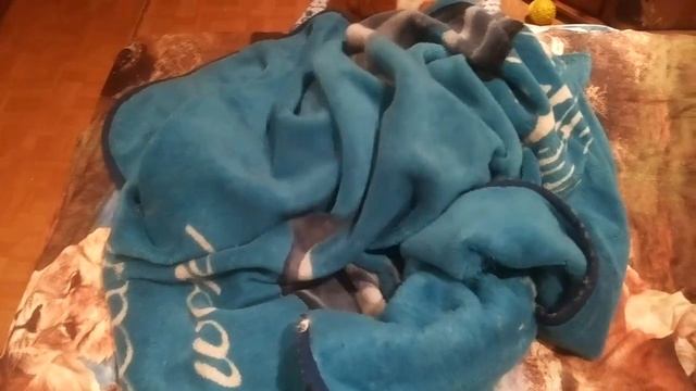 Корги Хани и плед смотреть онлайн