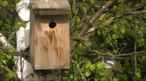 Мухоловка пеструшка