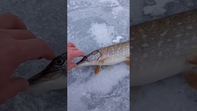 зимняя рыбалка щука на жерлицы смотреть онлайн