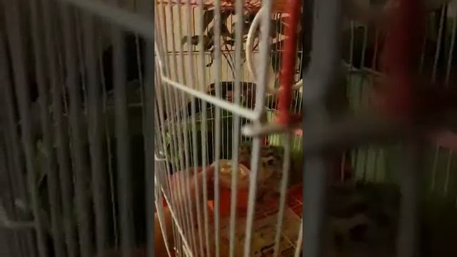 Домашняя чайка