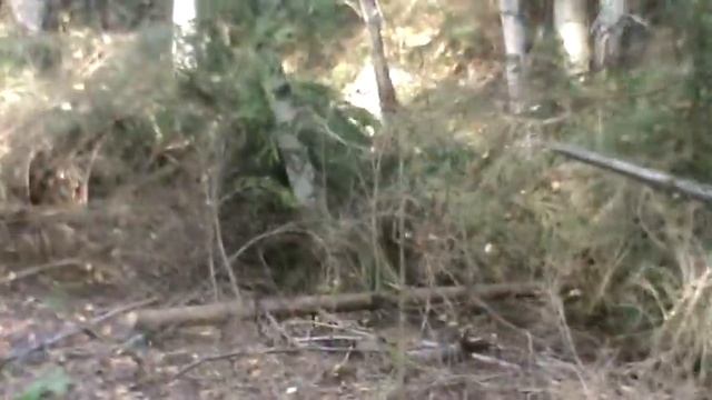 Ярославская обл., Переславский р-он, пос. Талицы. Лето 2018г. Видео 8. смотреть онлайн