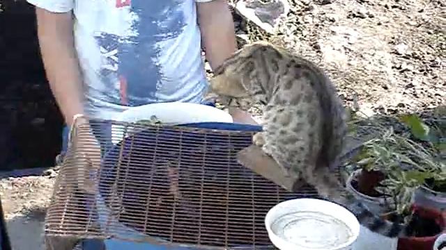 Бой за ужин смотреть онлайн