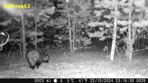 Енотособаки