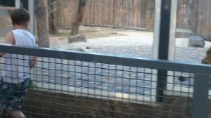 зоопарк львы охота